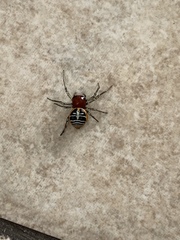 Camaricus nigrotesselatus