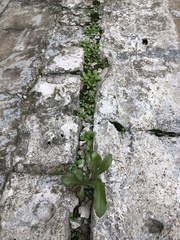 Magnoliopsida