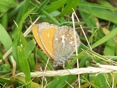 Coenonympha amaryllis