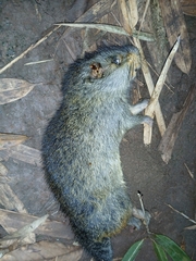Bolivian Bamboo Rat photo 1
