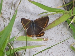 Polyommatus