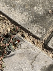 Camaricus nigrotesselatus