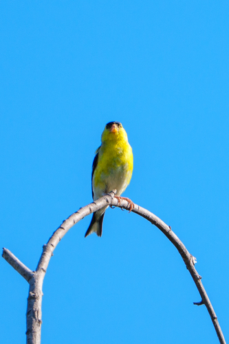 iNaturalist observation photo of American Goldfinch