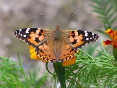 Vanessa cardui