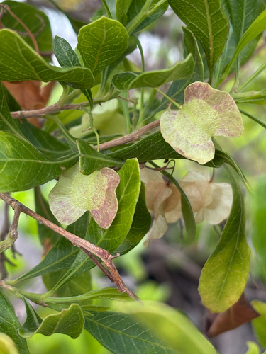 Dodonaea viscosa observed 2026-06-23