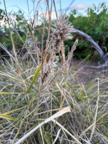 Eragrostis variabilis observed 2026-06-23