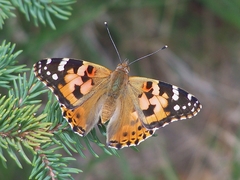 Vanessa cardui