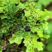 Plectocarpon lichenum - Photo (c) Samuel Brinker, some rights reserved (CC BY-NC), uploaded by Samuel Brinker
