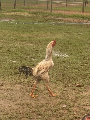 Domestic Chicken