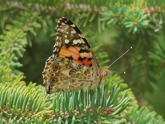 Vanessa cardui