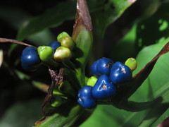 Heliconia aurantiaca
