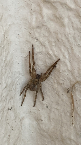 Mediterranean Spiny False Wolf Spider