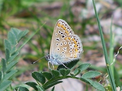 Polyommatus