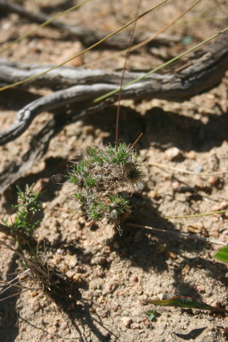 Pharnaceum incanum (Pharnaceum incanum)
