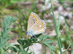 Polyommatus