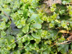 Marchantia polymorpha montivagans