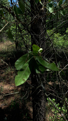 Quercus incana