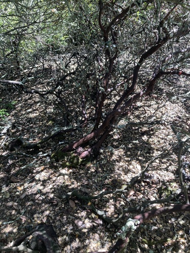 Arctostaphylos crustacea, photograph 2