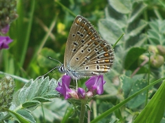 Polyommatus