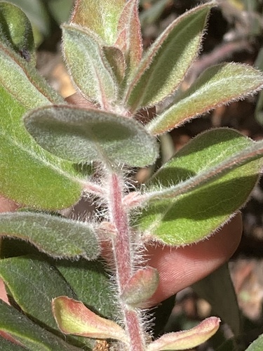 Arctostaphylos crustacea, photograph 3