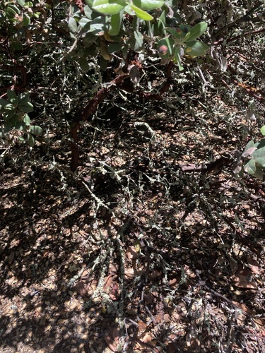 Arctostaphylos crustacea, photograph 4
