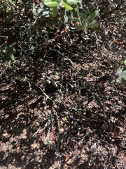 Arctostaphylos crustacea, photograph (c) Adam J. Searcy, some rights reserved (CC BY)