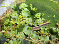 Marchantia polymorpha montivagans
