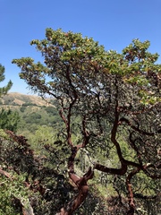 Arctostaphylos pallida