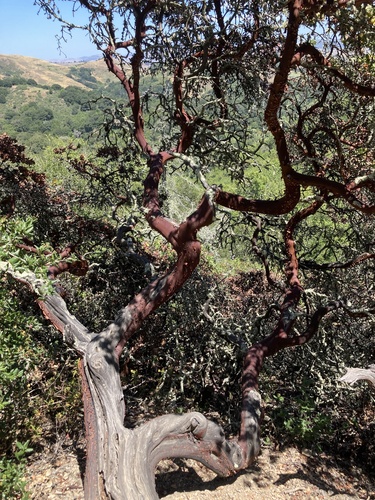 Arctostaphylos pallida, photograph 2