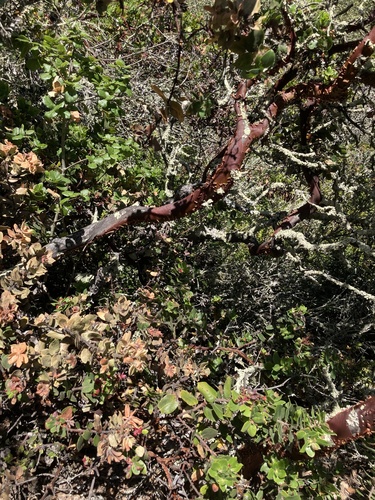 Arctostaphylos pallida, photograph 3