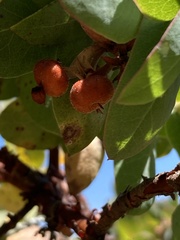 (c) Adam J. Searcy, some rights reserved (CC BY) Arctostaphylos pallida, photograph (c) Adam J. Searcy, some rights reserved (CC BY)