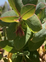 (c) Adam J. Searcy, some rights reserved (CC BY) Arctostaphylos pallida, photograph (c) Adam J. Searcy, some rights reserved (CC BY)