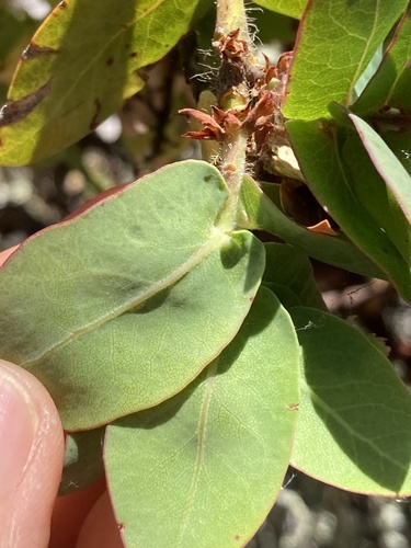 Arctostaphylos pallida, photograph 6