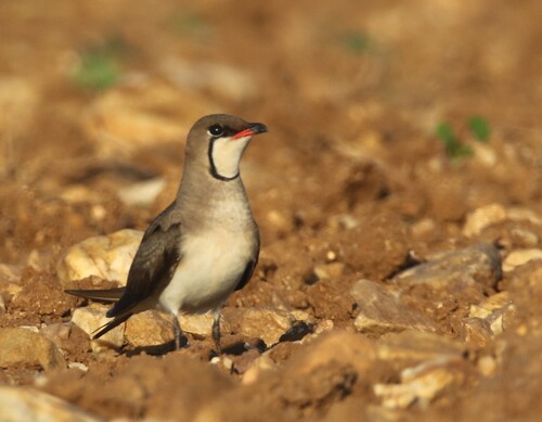 Collared Pratincole
