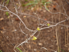 Corylopsis spicata
