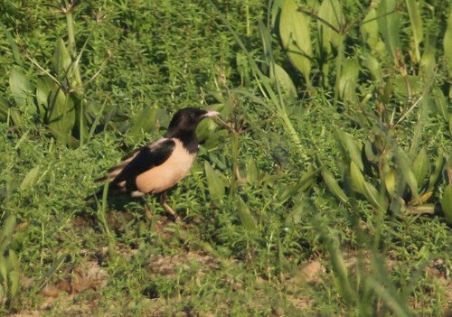 Rosy Starling