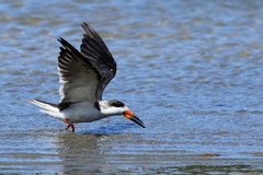 Rynchops niger intercedens