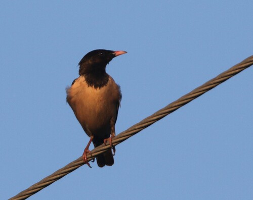 Rosy Starling