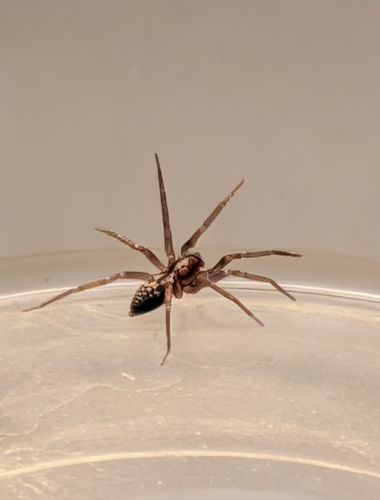 Pied Stone Spider