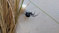 Latrodectus mirabilis