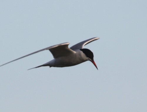 Common Tern