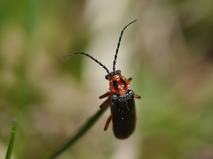 Atalantycha bilineata