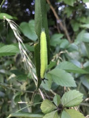 Melanitis phedima oitensis