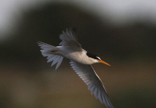 Little Tern