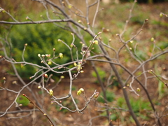 Corylopsis spicata