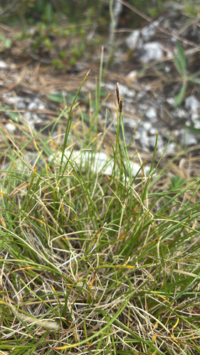 Carex mucronata, photograph 5