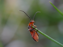 Atalantycha bilineata