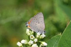 Satyrium acadica