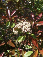 Pieris