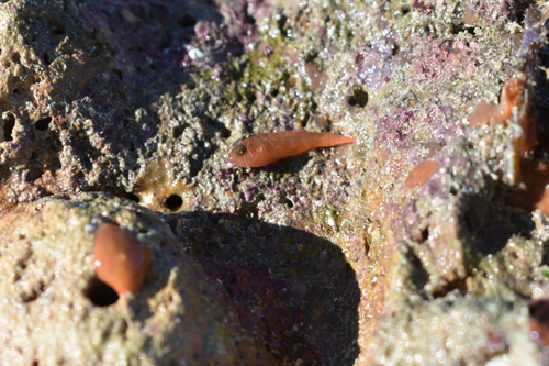 Barrel goby (Priolepis semidoliata) — Gobiidae — 3